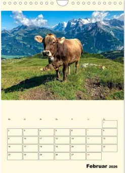 Calvendo Wandkalender*Glückliche Bergkühe (Wandkalender 2026 DIN A4 hoch), Monatskalender