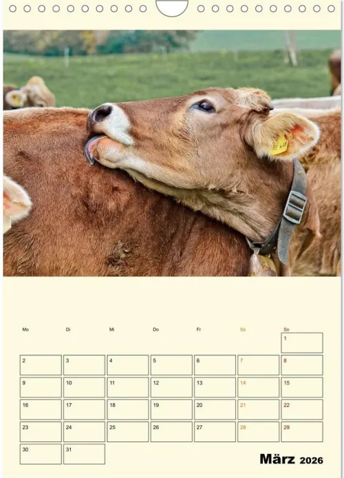 Calvendo Wandkalender*Glückliche Bergkühe (Wandkalender 2026 DIN A4 hoch), Monatskalender