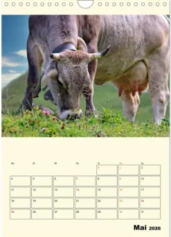 Calvendo Wandkalender*Glückliche Bergkühe (Wandkalender 2026 DIN A4 hoch), Monatskalender