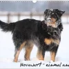 Calvendo Wandkalender*Hovawarte - einmal anders (Wandkalender 2026 DIN A3 quer), Monatskalender