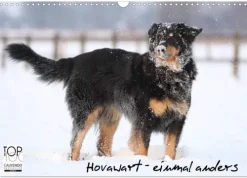 Calvendo Wandkalender*Hovawarte - einmal anders (Wandkalender 2026 DIN A3 quer), Monatskalender