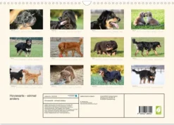 Calvendo Wandkalender*Hovawarte - einmal anders (Wandkalender 2026 DIN A3 quer), Monatskalender