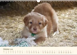 Calvendo Wandkalender*Hovawarte - einmal anders (Wandkalender 2026 DIN A3 quer), Monatskalender