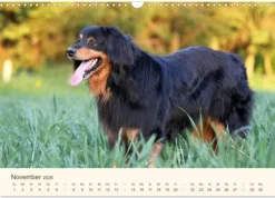 Calvendo Wandkalender*Hovawarte - einmal anders (Wandkalender 2026 DIN A3 quer), Monatskalender