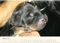 Calvendo Wandkalender*Hovawarte - einmal anders (Wandkalender 2026 DIN A3 quer), Monatskalender