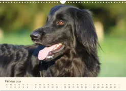 Calvendo Wandkalender*Hovawarte - einmal anders (Wandkalender 2026 DIN A3 quer), Monatskalender