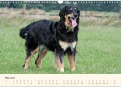 Calvendo Wandkalender*Hovawarte - einmal anders (Wandkalender 2026 DIN A3 quer), Monatskalender