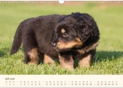 Calvendo Wandkalender*Hovawarte - einmal anders (Wandkalender 2026 DIN A3 quer), Monatskalender