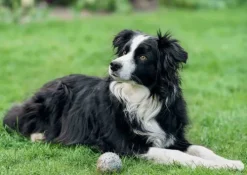 Hund, Katze und Kaninchen. Unsere Haustiere. Kamishibai Bildkarten und Memo-Spiel*Don Bosco Medien GmbH Outlet