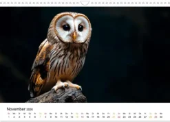 Im Reich der Eulen (Wandkalender 2026 DIN A3 quer), Monatskalender*Calvendo Discount
