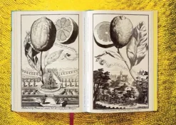 Taschen GmbH Künstler:Innen Im Fokus-J. C. Volkamer. The Book of Citrus Fruits