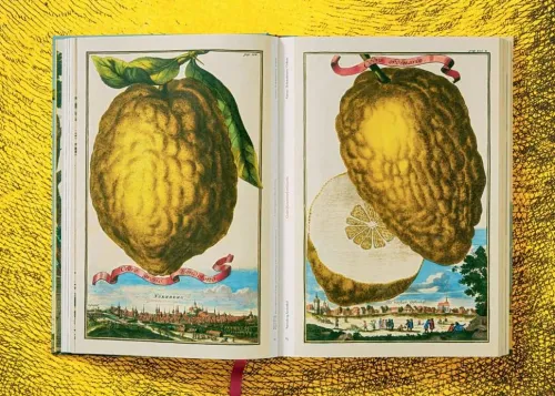 Taschen GmbH Künstler:Innen Im Fokus-J. C. Volkamer. The Book of Citrus Fruits