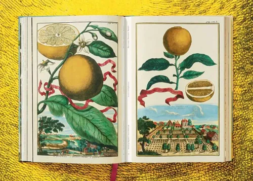 Taschen GmbH Künstler:Innen Im Fokus-J. C. Volkamer. The Book of Citrus Fruits
