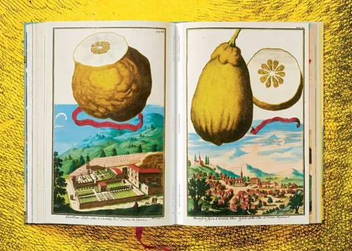 Taschen GmbH Künstler:Innen Im Fokus-J. C. Volkamer. The Book of Citrus Fruits