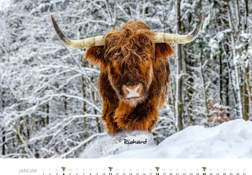 Heel Verlag GmbH Wandkalender*Kühe Kalender 2026 Wandkalender