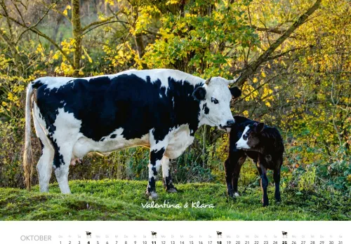 Heel Verlag GmbH Wandkalender*Kühe Kalender 2026 Wandkalender
