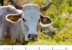 Heel Verlag GmbH Wandkalender*Kühe Kalender 2026 Wandkalender