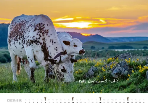 Heel Verlag GmbH Wandkalender*Kühe Kalender 2026 Wandkalender