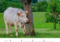 Heel Verlag GmbH Wandkalender*Kühe Kalender 2026 Wandkalender