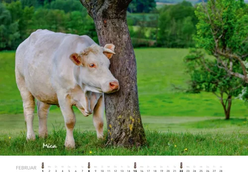 Heel Verlag GmbH Wandkalender*Kühe Kalender 2026 Wandkalender