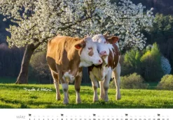 Heel Verlag GmbH Wandkalender*Kühe Kalender 2026 Wandkalender
