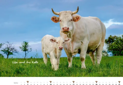 Heel Verlag GmbH Wandkalender*Kühe Kalender 2026 Wandkalender