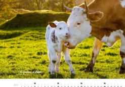Heel Verlag GmbH Wandkalender*Kühe Kalender 2026 Wandkalender