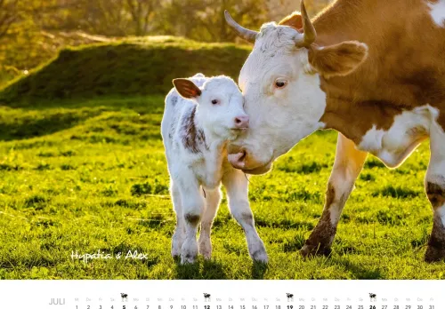 Heel Verlag GmbH Wandkalender*Kühe Kalender 2026 Wandkalender