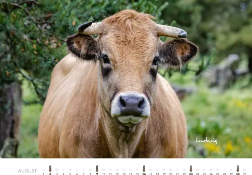 Heel Verlag GmbH Wandkalender*Kühe Kalender 2026 Wandkalender