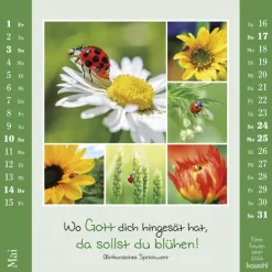 Kawohl Postkartenkalender-Kleine Freuden sehen 2026