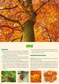 Herder Verlag GmbH Nachhaltigkeit|Pädagogik-Kleine Waldentdecker: Bäume & Pflanzen