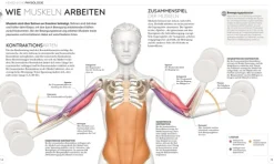 Dorling Kindersley Verlag Ratgeber-Krafttraining - Die Anatomie verstehen