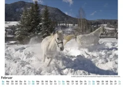 Lipizzaner*FlipFlop Best