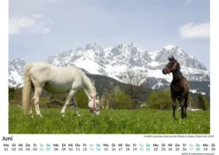 Lipizzaner*FlipFlop Best