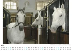 Lipizzaner*FlipFlop Best