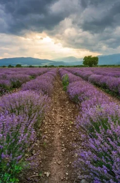 Madame le Commissaire und die panische Diva*Knaur Taschenbuch Sale