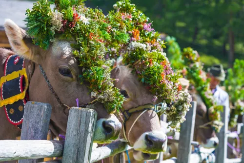 Servus Ethnologie*Magisches Räuchern und gestohlene Maibäume