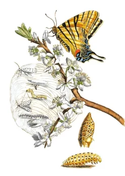 Favoritenpresse Biologie-Maria Sibylla Merian - Blüten, Raupen, Schmetterlinge (Jubiläumsausgabe)