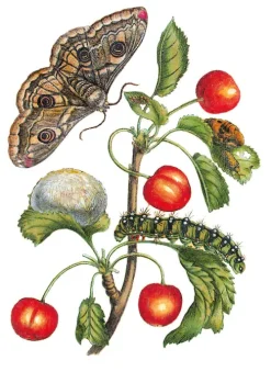 Favoritenpresse Biologie-Maria Sibylla Merian - Blüten, Raupen, Schmetterlinge (Jubiläumsausgabe)