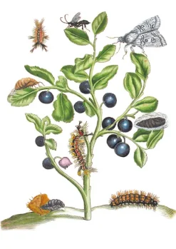 Favoritenpresse Biologie-Maria Sibylla Merian - Blüten, Raupen, Schmetterlinge (Jubiläumsausgabe)