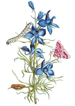 Favoritenpresse Biologie-Maria Sibylla Merian - Blüten, Raupen, Schmetterlinge (Jubiläumsausgabe)