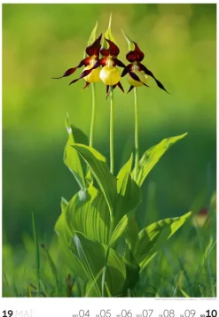 Natur Wochenkalender 2026*Ackermann Kunstverlag Online