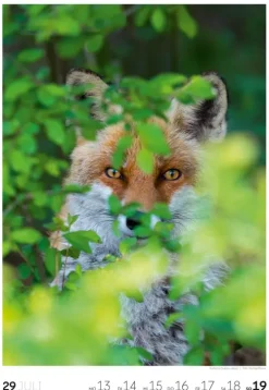 Natur Wochenkalender 2026*Ackermann Kunstverlag Online