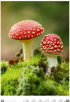 Natur Wochenkalender 2026*Ackermann Kunstverlag Online