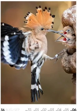 Natur Wochenkalender 2026*Ackermann Kunstverlag Online