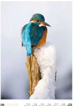 Natur Wochenkalender 2026*Ackermann Kunstverlag Online