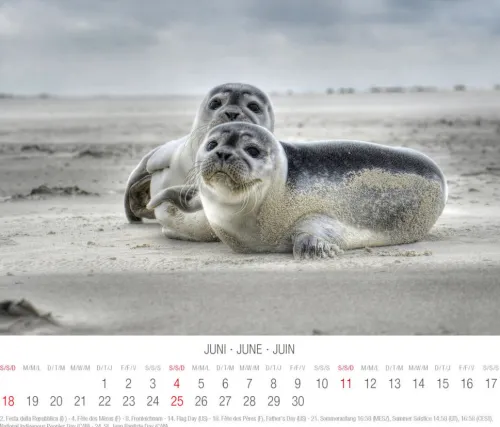 Tushita PaperArt Postkartenkalender*Nordsee 2023