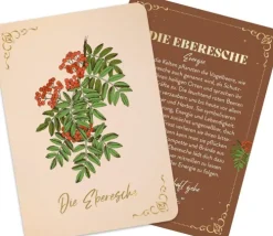 Groh Verlag Weisheiten-Orakelkarten: Die verborgene Kraft der Bäume