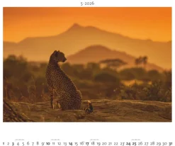 teNeues Calendars & Stationery GmbH & Co. KG Posterkalender*Palazzi - Hautnah - Afrikas Wildnis 2026 - Wandkalender 60×50 cm mit 12 Tierfotografien, Poster-Kalender mit Wildtieren & humorvollen Bildunterschriften