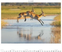 teNeues Calendars & Stationery GmbH & Co. KG Posterkalender*Palazzi - Hautnah - Afrikas Wildnis 2026 - Wandkalender 60×50 cm mit 12 Tierfotografien, Poster-Kalender mit Wildtieren & humorvollen Bildunterschriften